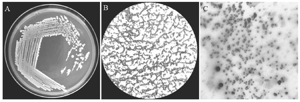 Bacillus velezensis HY19 and application thereof