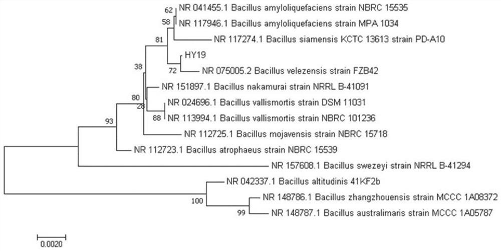 Bacillus velezensis HY19 and application thereof