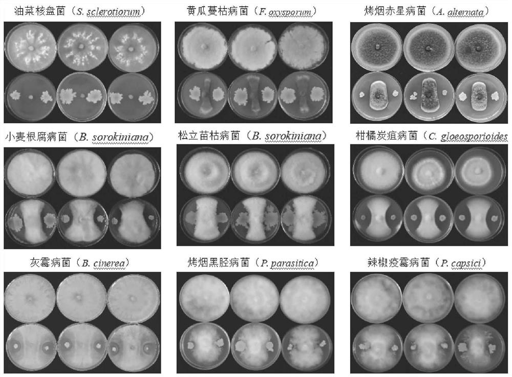 Bacillus velezensis HY19 and application thereof