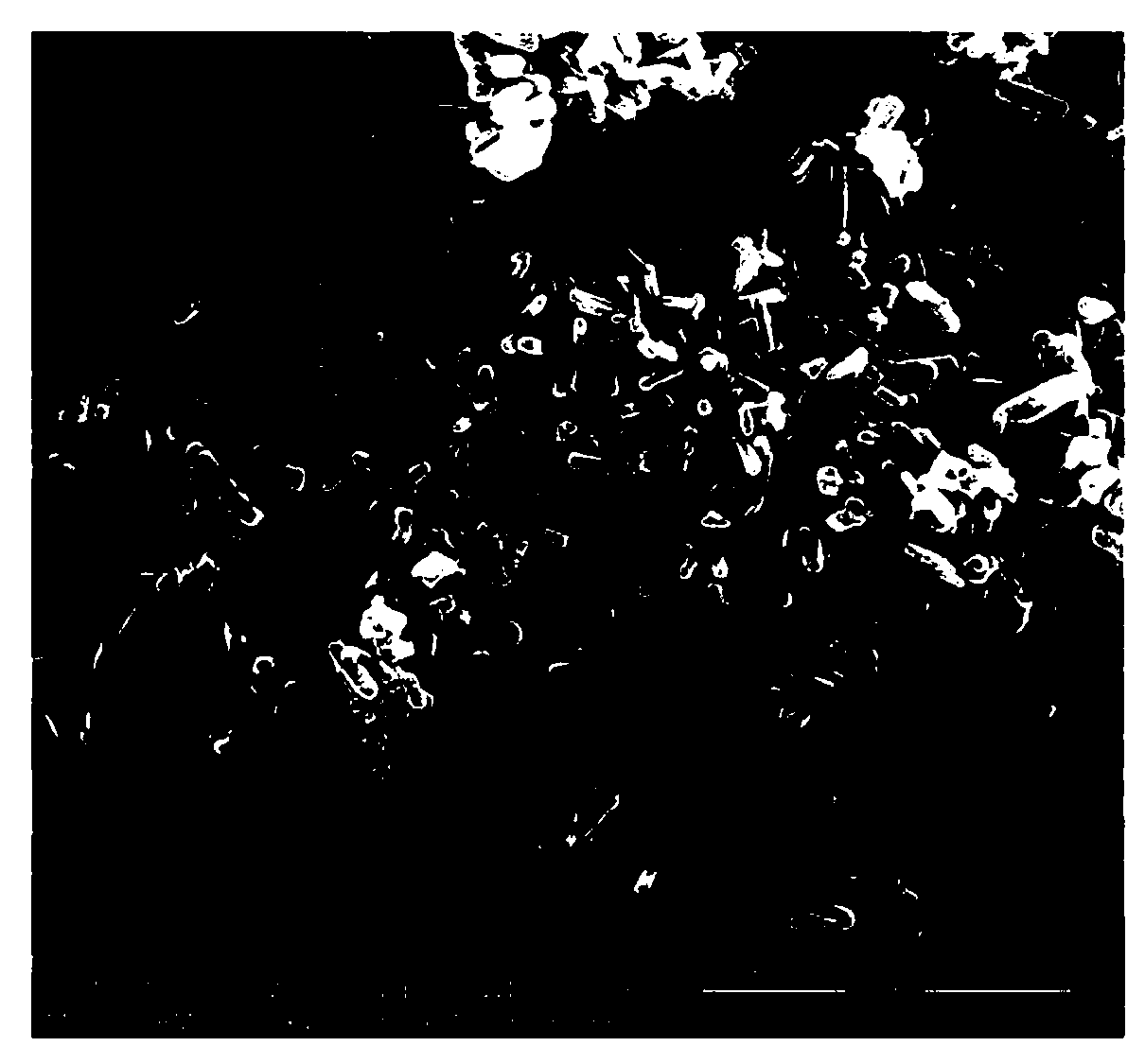 Method for preparing magnesium borate whisker porous ceramic by employing in-situ growth