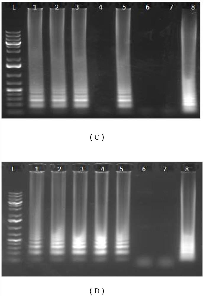 Primers for detecting SARS-CoV-2 novel coronavirus and kit thereof, detection method and applications