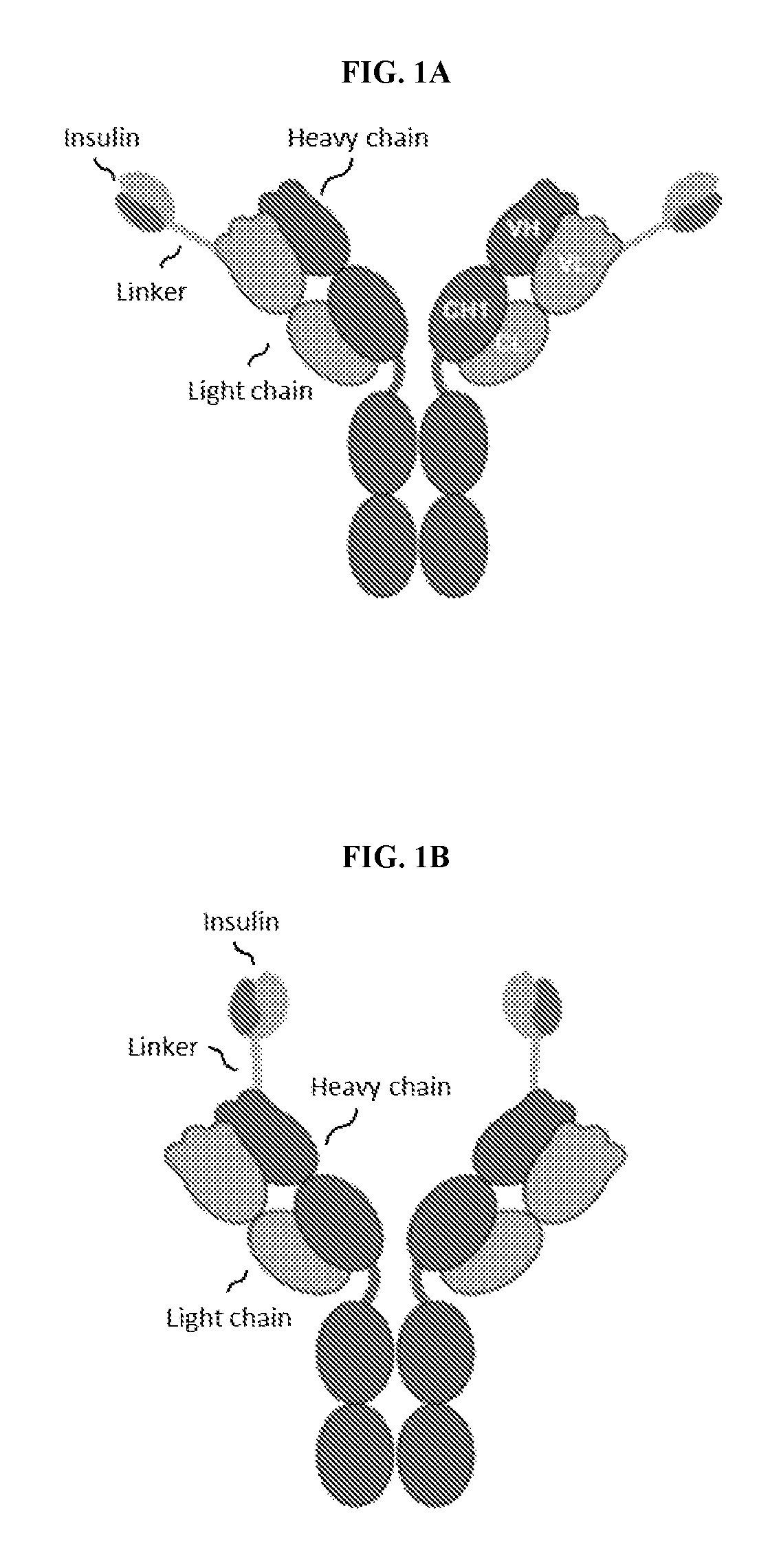 Insulin immunoglobulin fusion proteins