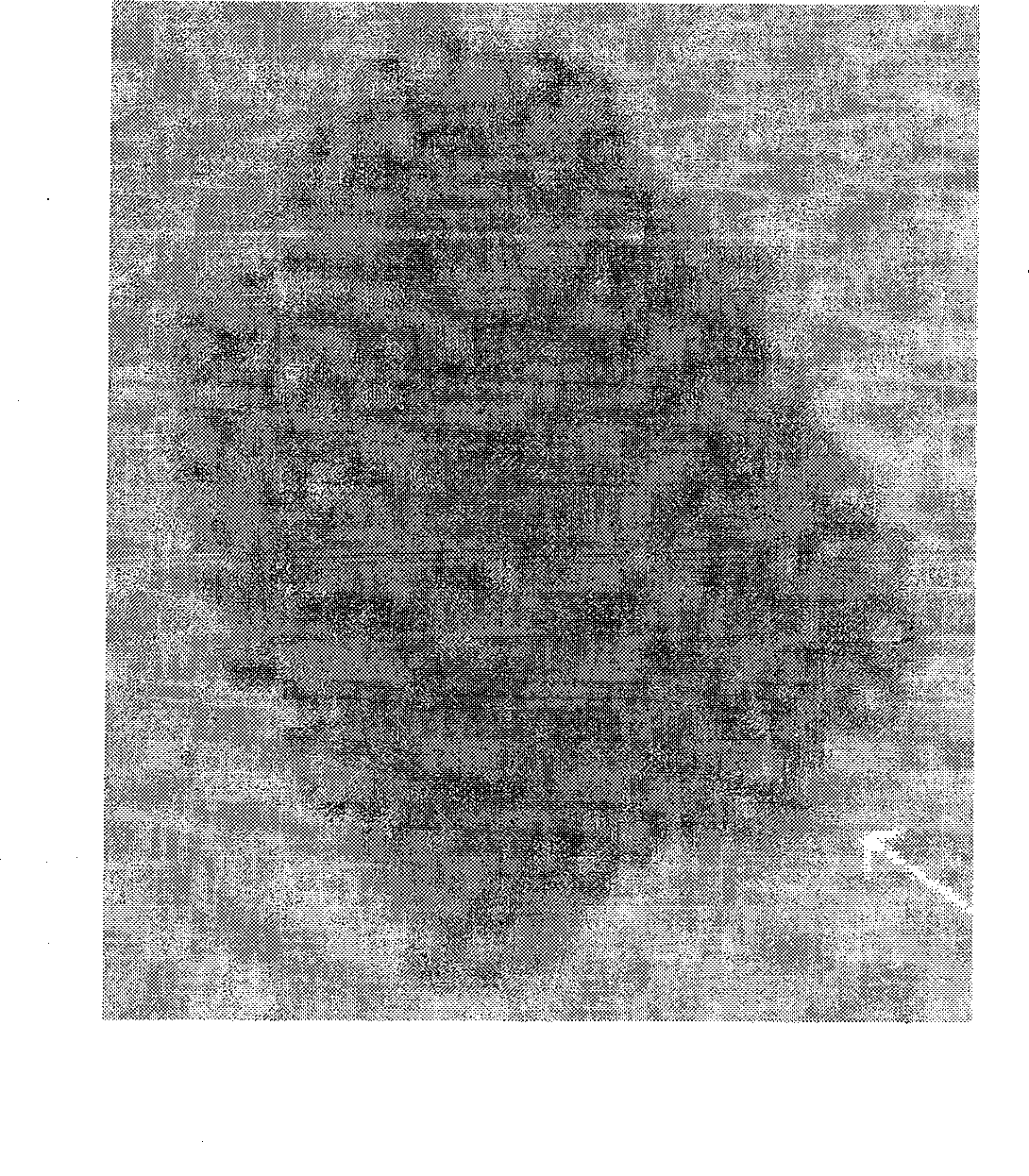 Magnetic nano cell automatic sorting device and uses thereof