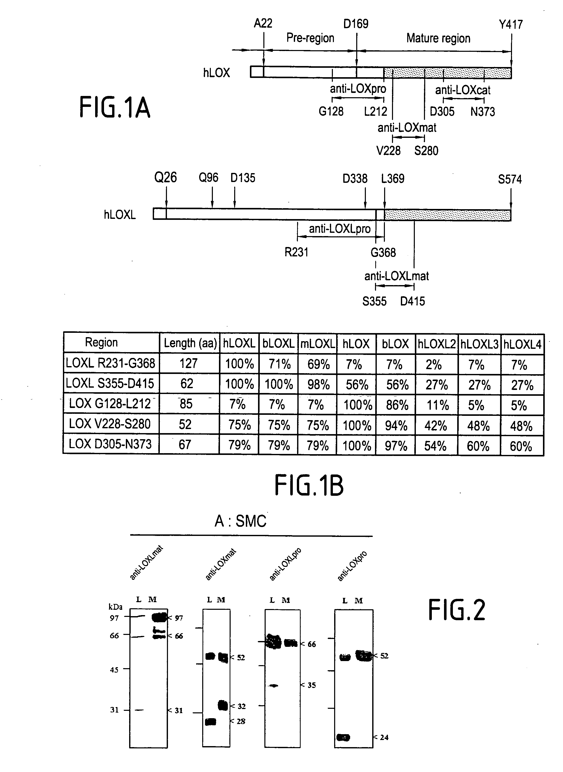 Stimulation of the activity of an isoform of lysyl oxidase for combating against some pathologies due to an incomplete, absent or disorganized elastogenesis