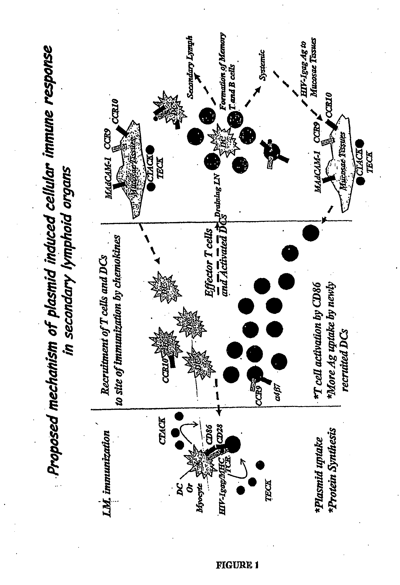 Vaccines and Methods for Using the Same