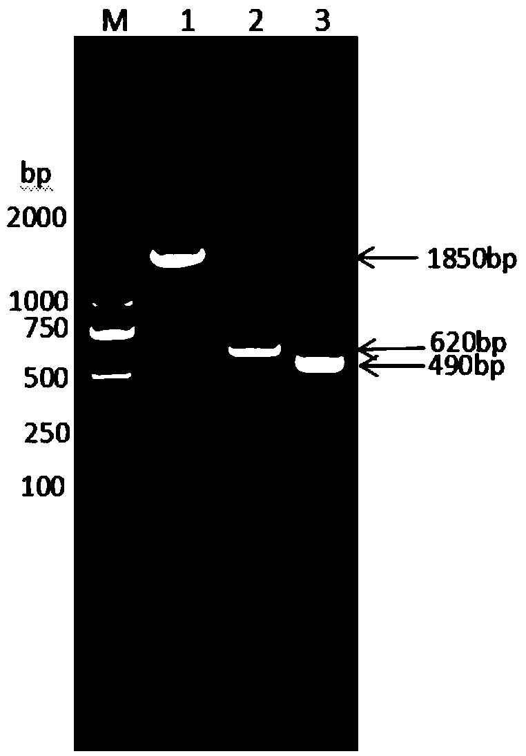 Canine albumin-interferon alpha-interleukin 2 fusion protein, preparation method and coding gene thereof, and canine long-acting interferon