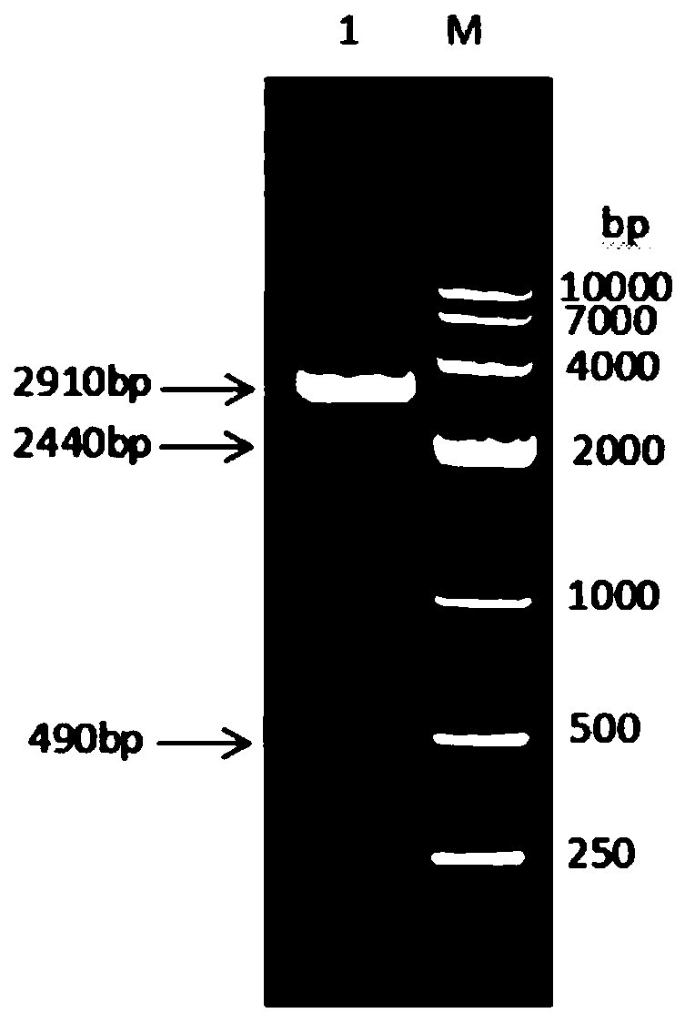 Canine albumin-interferon alpha-interleukin 2 fusion protein, preparation method and coding gene thereof, and canine long-acting interferon