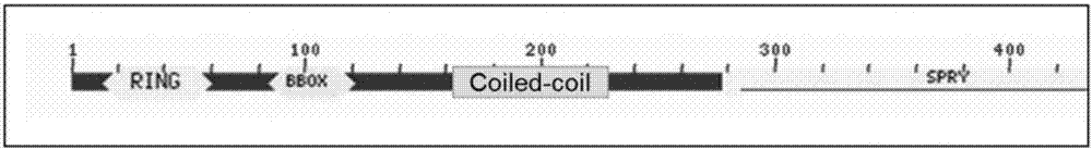 MG53 (mitsugumin53) mutant as well as preparation method and application thereof