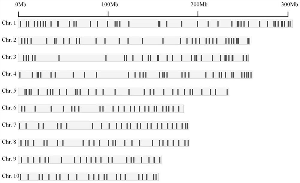 Maize Molecular Breeding Core SNP Site Combination and Its Application