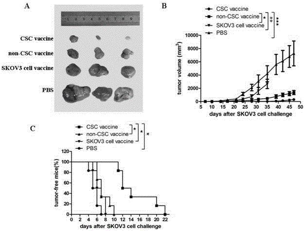 Ovarian cancer stem cell vaccine and preparation method thereof