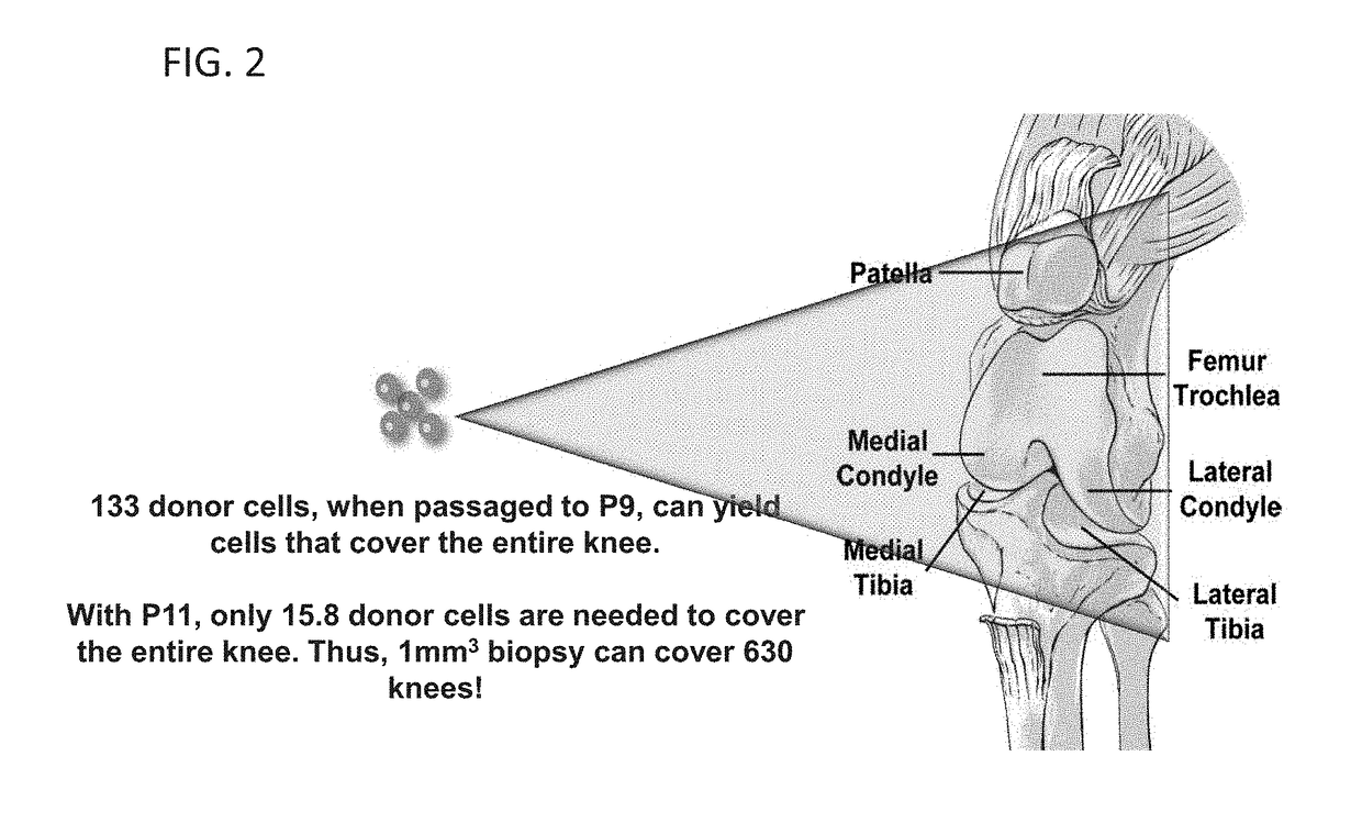 Methods and systems for conserving highly expanded cells