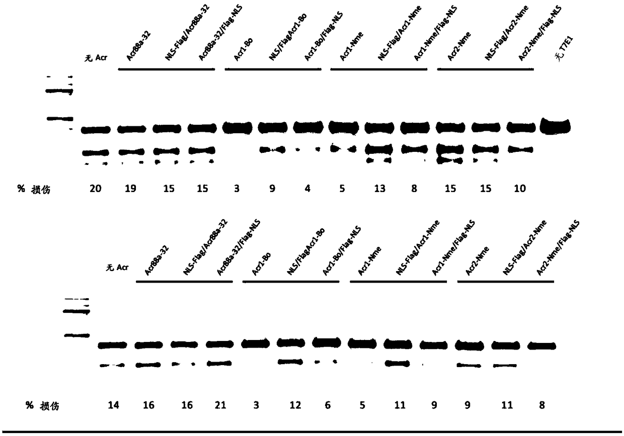 Anti-crispr compounds and methods of use