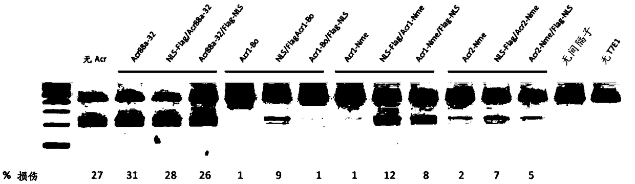 Anti-crispr compounds and methods of use