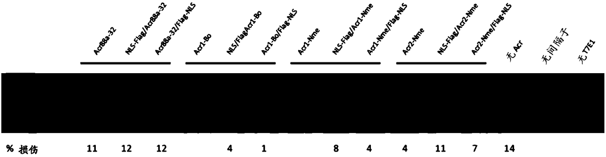 Anti-crispr compounds and methods of use