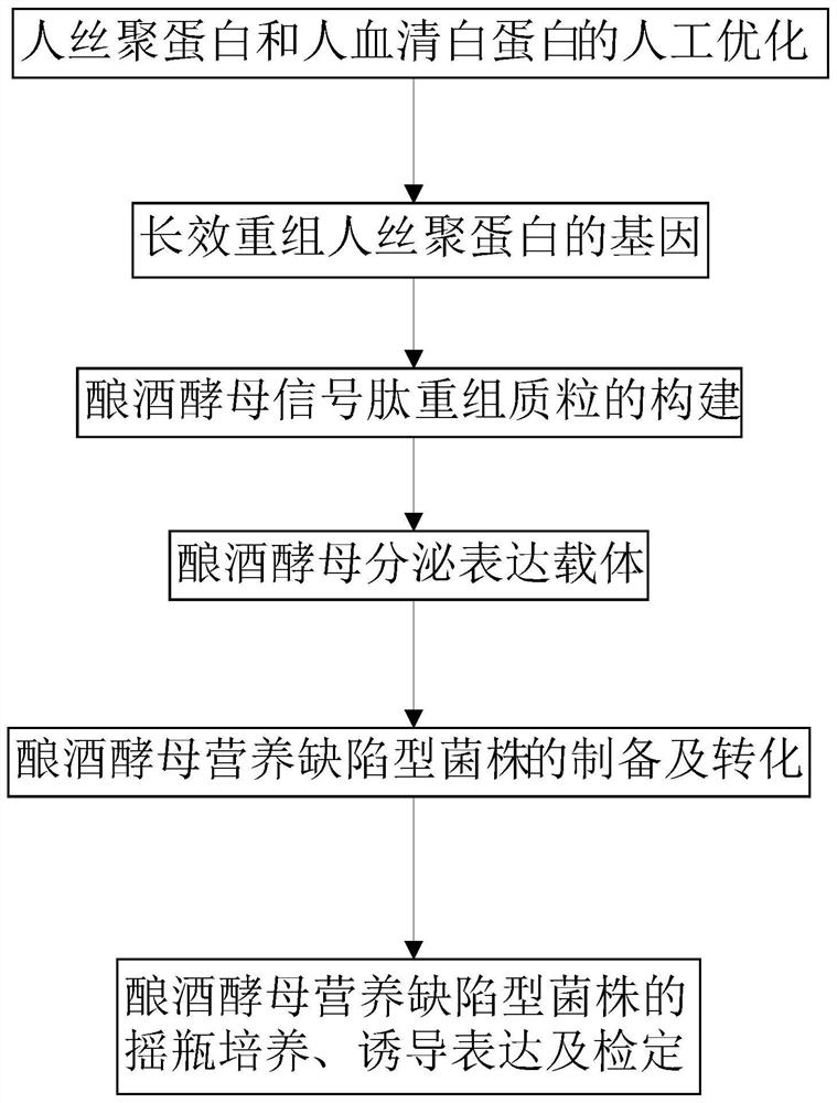 A long-acting recombinant human filaggrin expressed by Saccharomyces cerevisiae and its application