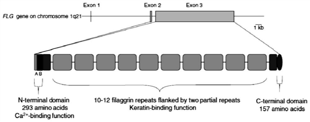 A long-acting recombinant human filaggrin expressed by Saccharomyces cerevisiae and its application