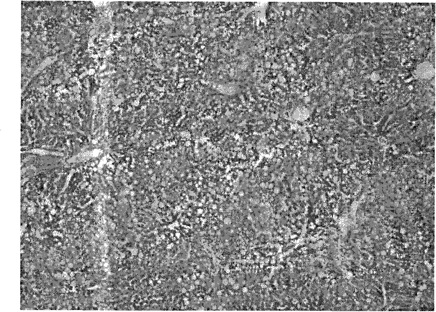 Novel application of rubus alceaefolius poir total alkaloid