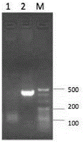 M1 type MAP (macrophage activation peptide) and IL-2 (interleukin-2) fusion protein and fusion gene as well as expression vector and construction method of expression vector