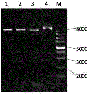 M1 type MAP (macrophage activation peptide) and IL-2 (interleukin-2) fusion protein and fusion gene as well as expression vector and construction method of expression vector