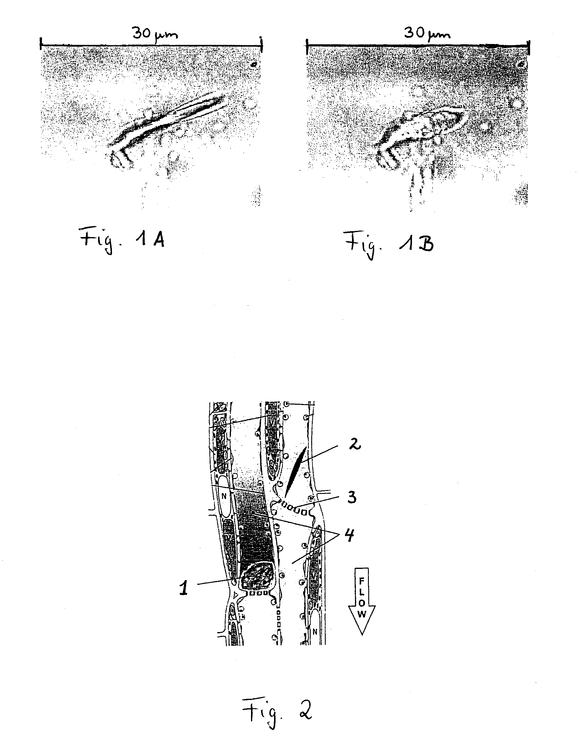 Forisomes, method for their isolation, and their use as a molecular working machine