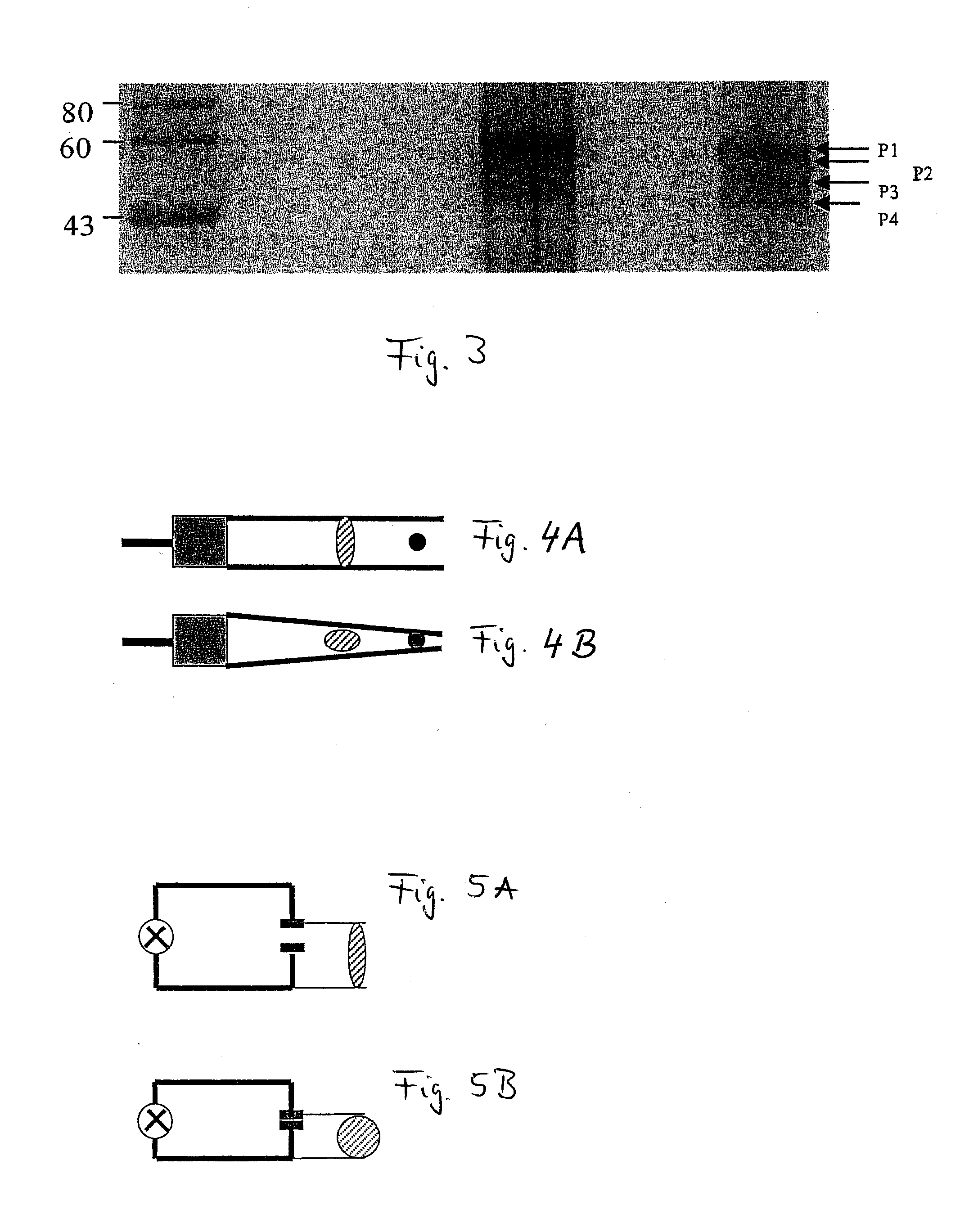 Forisomes, method for their isolation, and their use as a molecular working machine