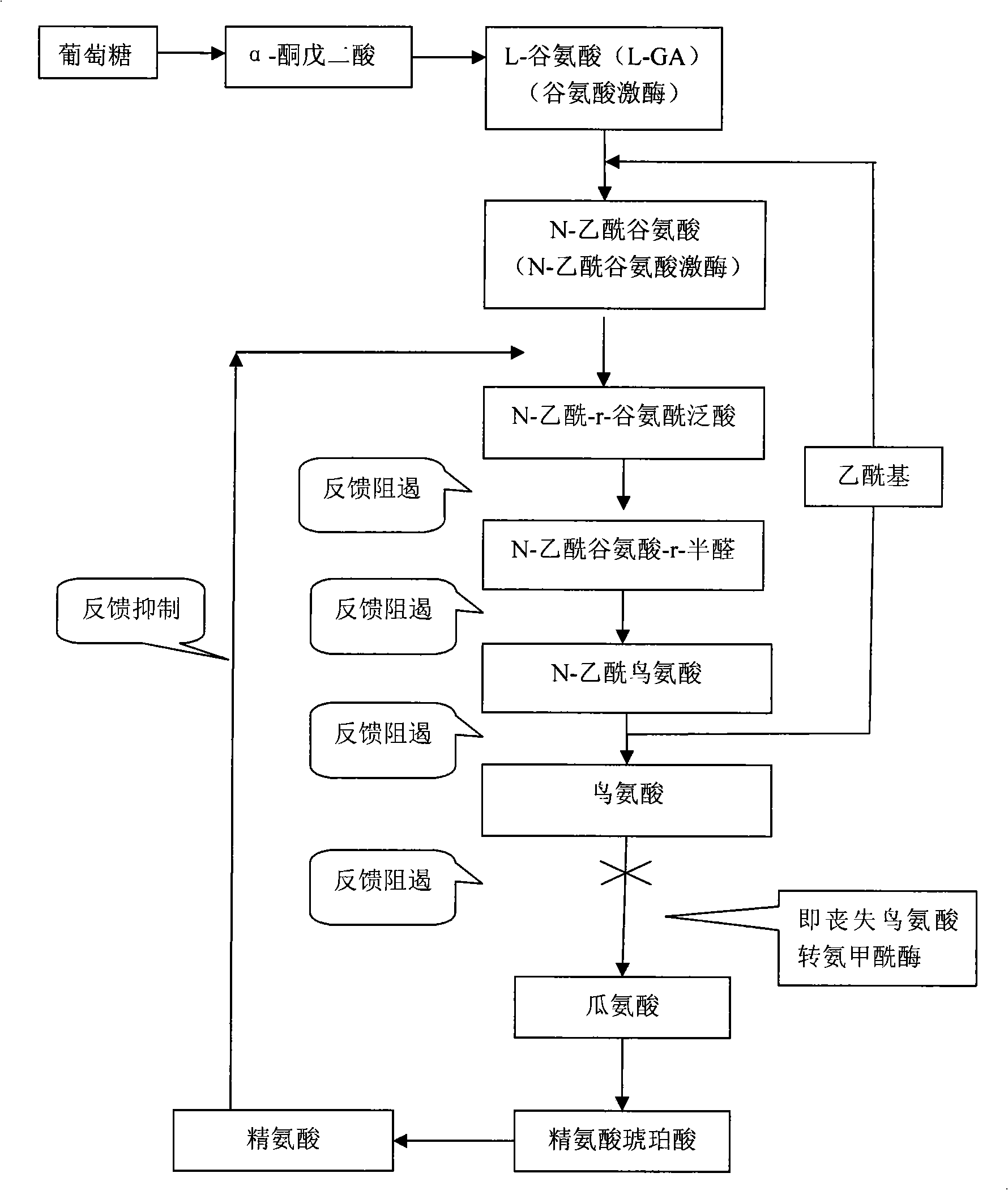 Method for producing L-ornithine by microorganism fermentation