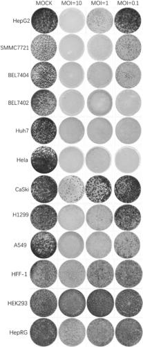 Virus for treating tumors