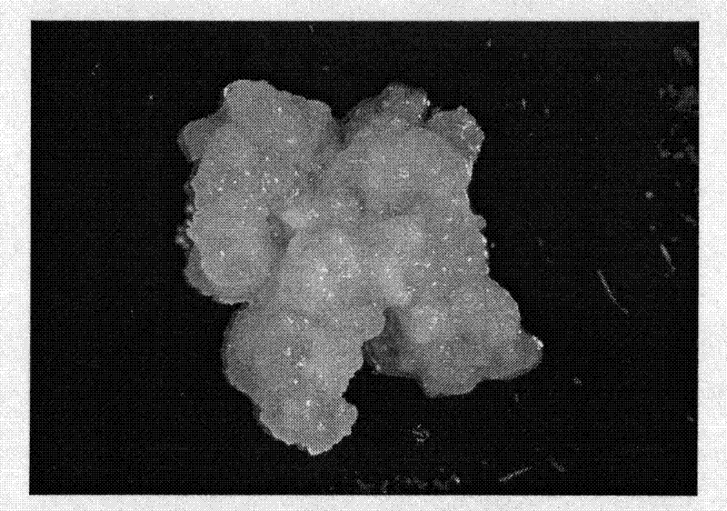 Regeneration and cultivation method of high frequency somatic embryos for overcoming shamrock variety genotypic disorder