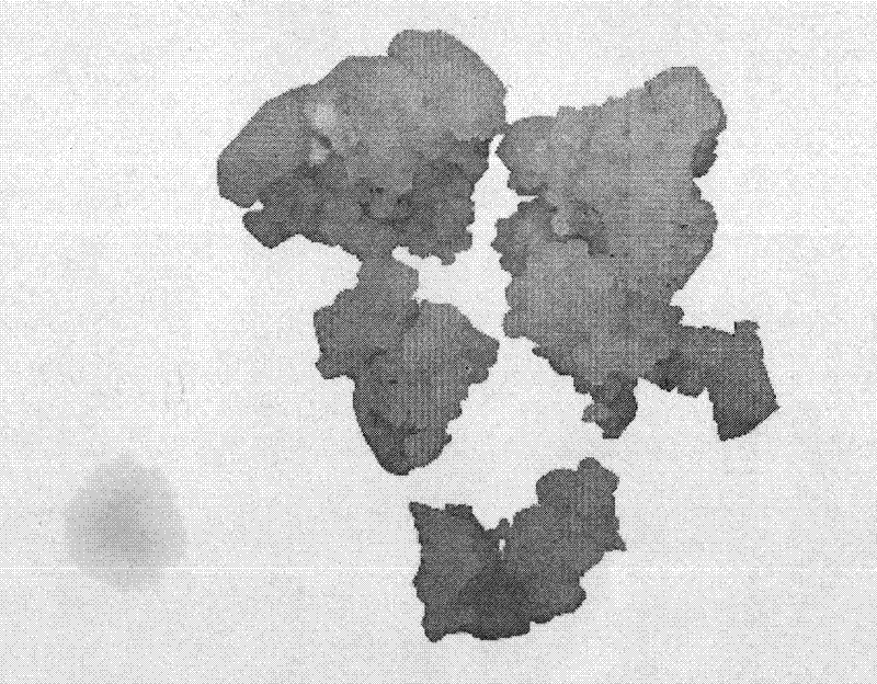 Regeneration and cultivation method of high frequency somatic embryos for overcoming shamrock variety genotypic disorder