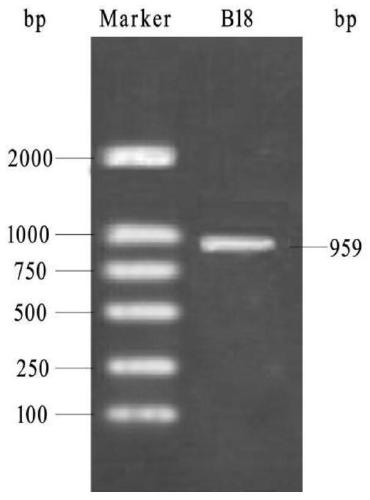 Preparation and application of a methylotrophic bacillus b18 and its liquid preparation