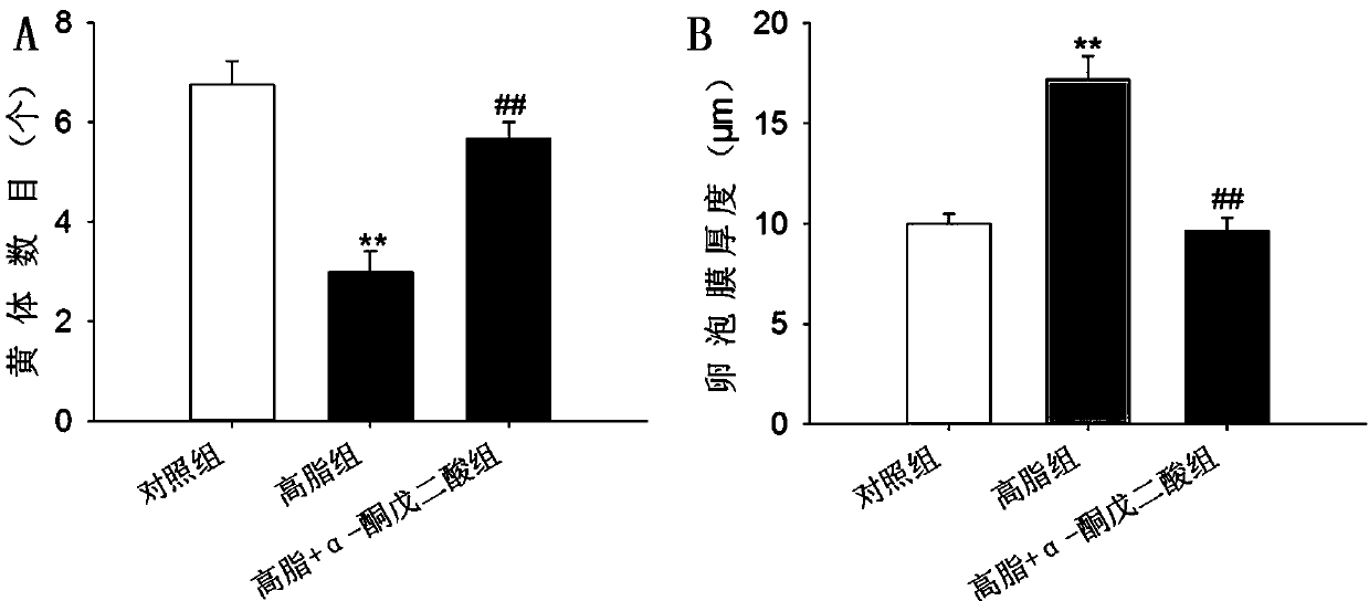 Application of α-ketoglutarate in improving animal reproductive function damage caused by high-fat diet