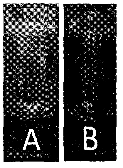 Dexamethasone small-molecular hydrogel drug delivery system and preparation method thereof