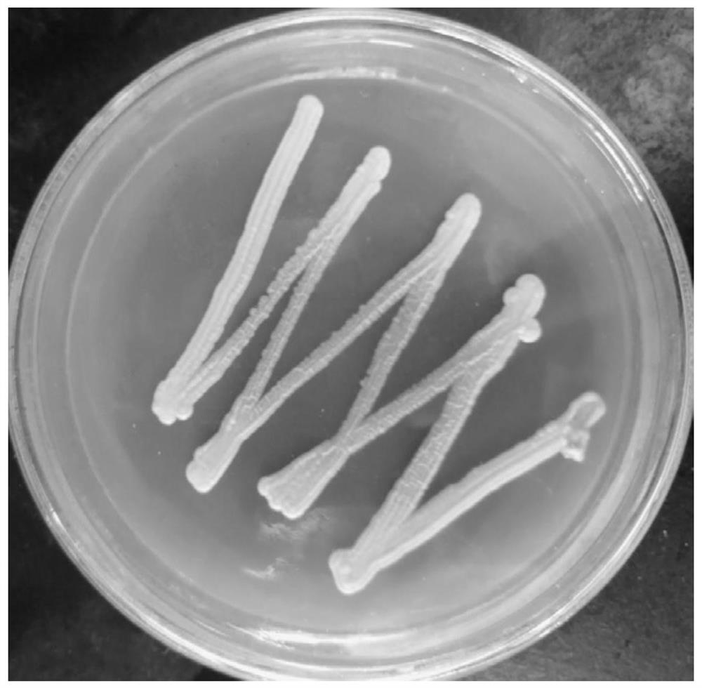 A strain of Bacillus arborii gh-9 and its application