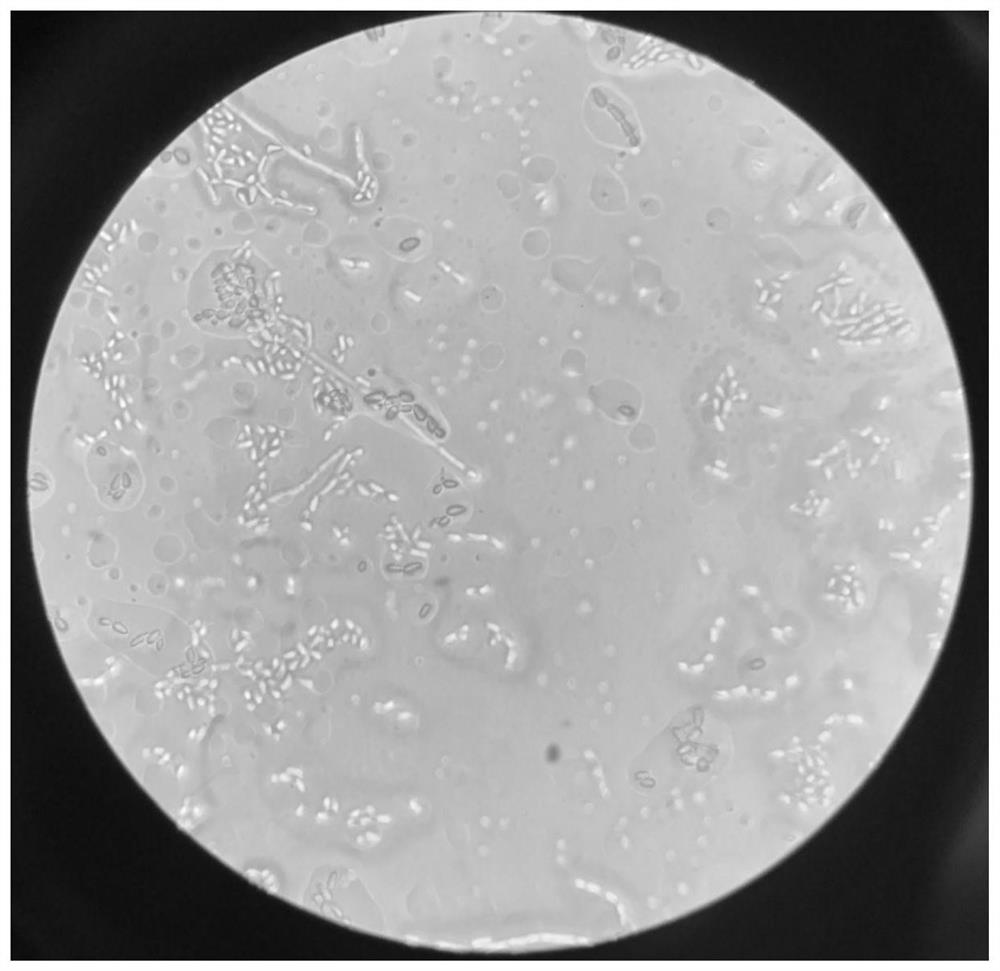 A strain of Bacillus arborii gh-9 and its application