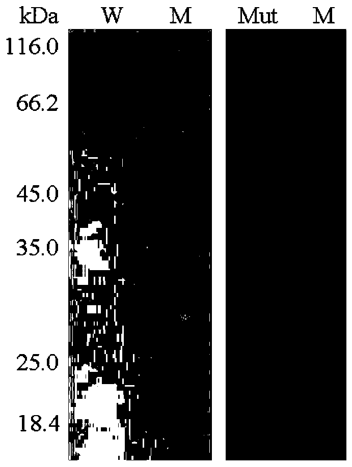 Ammonium sulfate-resistant xylosidase mutant V322DH328DT329E