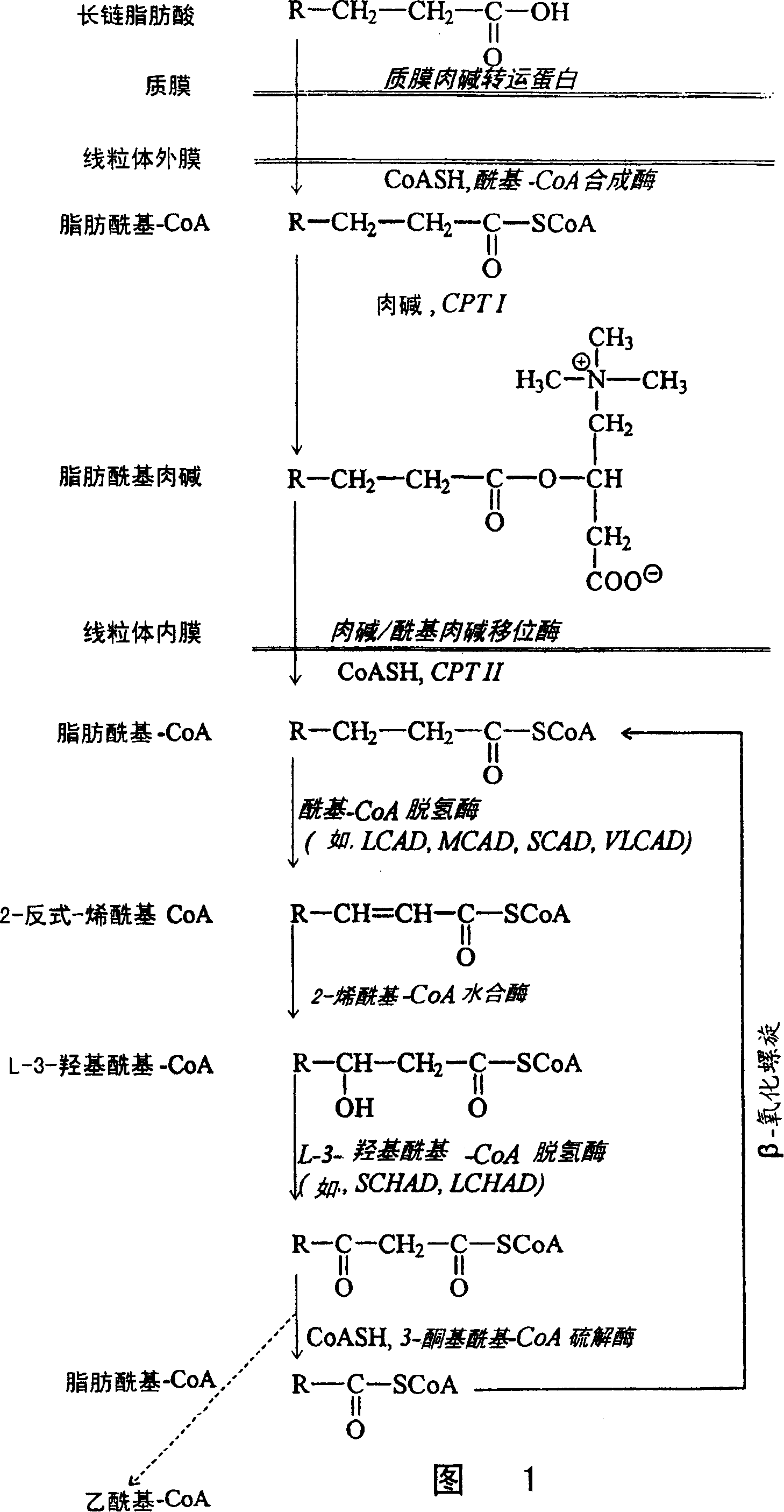 Nutritional supplement or pharmaceutical preparation comprising triglycerides with seven-carbon fatty acid