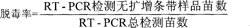 Method for using rimantadine hydrochloride drug to culture lily under virus-free state