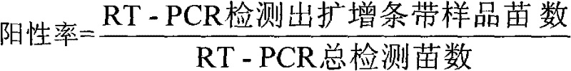 Method for using rimantadine hydrochloride drug to culture lily under virus-free state