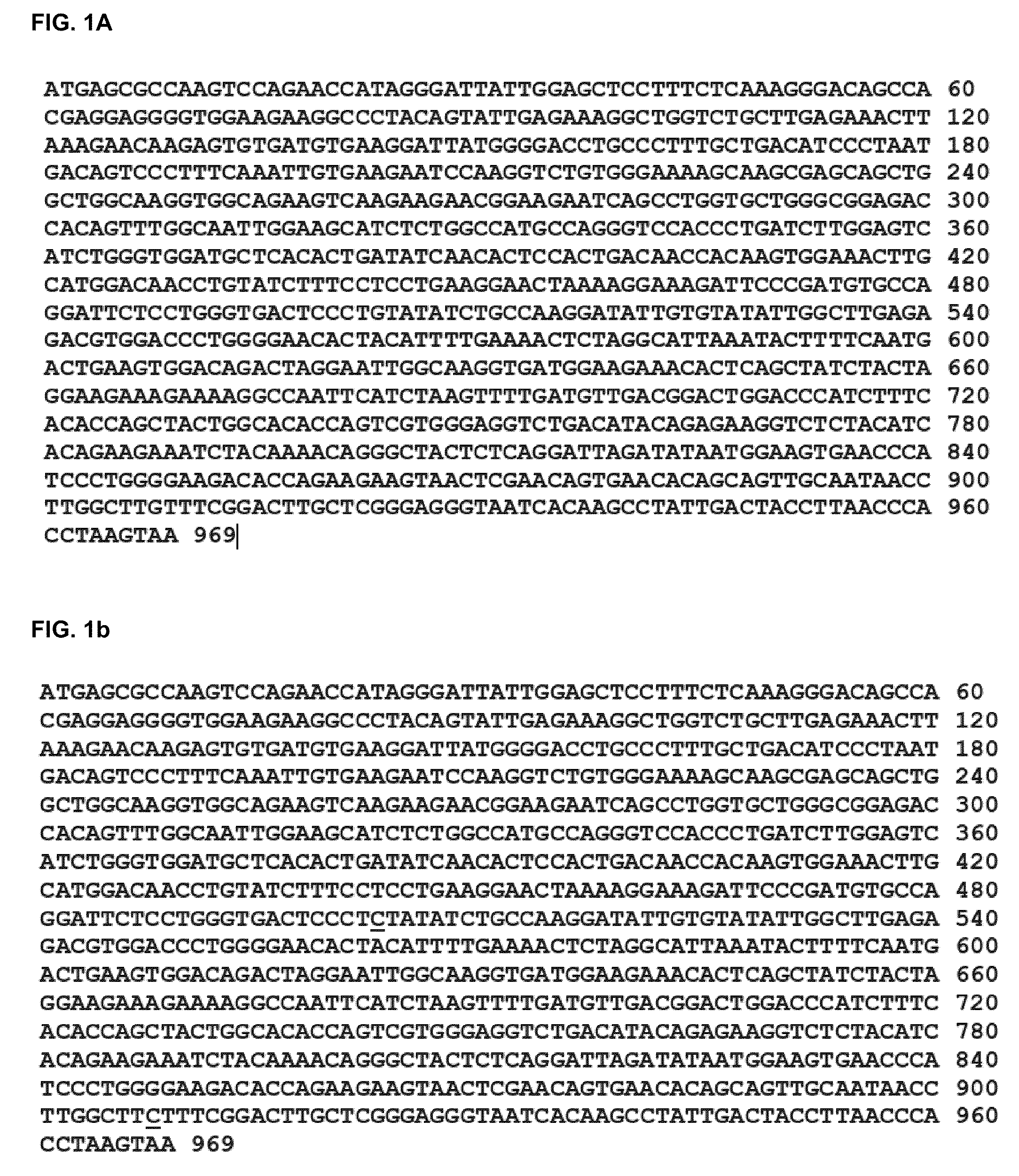 Site-directed pegylation of arginases and the use thereof as Anti-cancer and Anti-viral agents