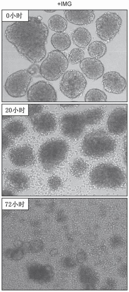 Compositions and methods for propagating insulin-producing islet cells and therapeutic uses thereof