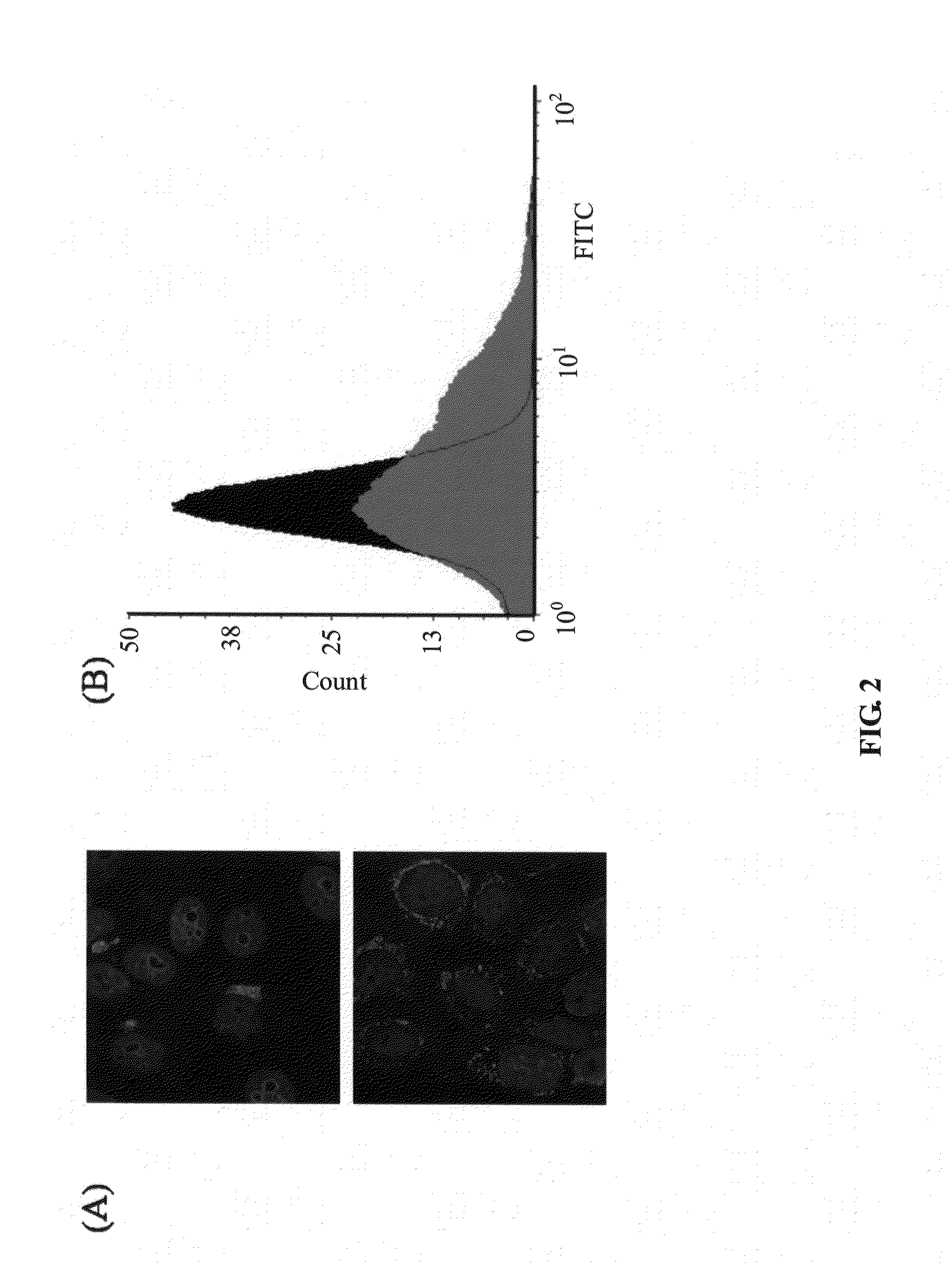 Method of treating cancer using atp synthase inhibitors