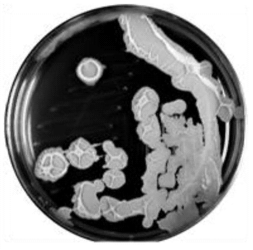 A kind of Bacillus subtilis for preventing and treating Fusarium disease of crops and its application