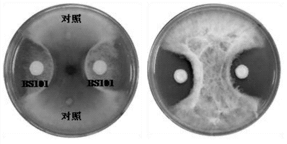 A kind of Bacillus subtilis for preventing and treating Fusarium disease of crops and its application