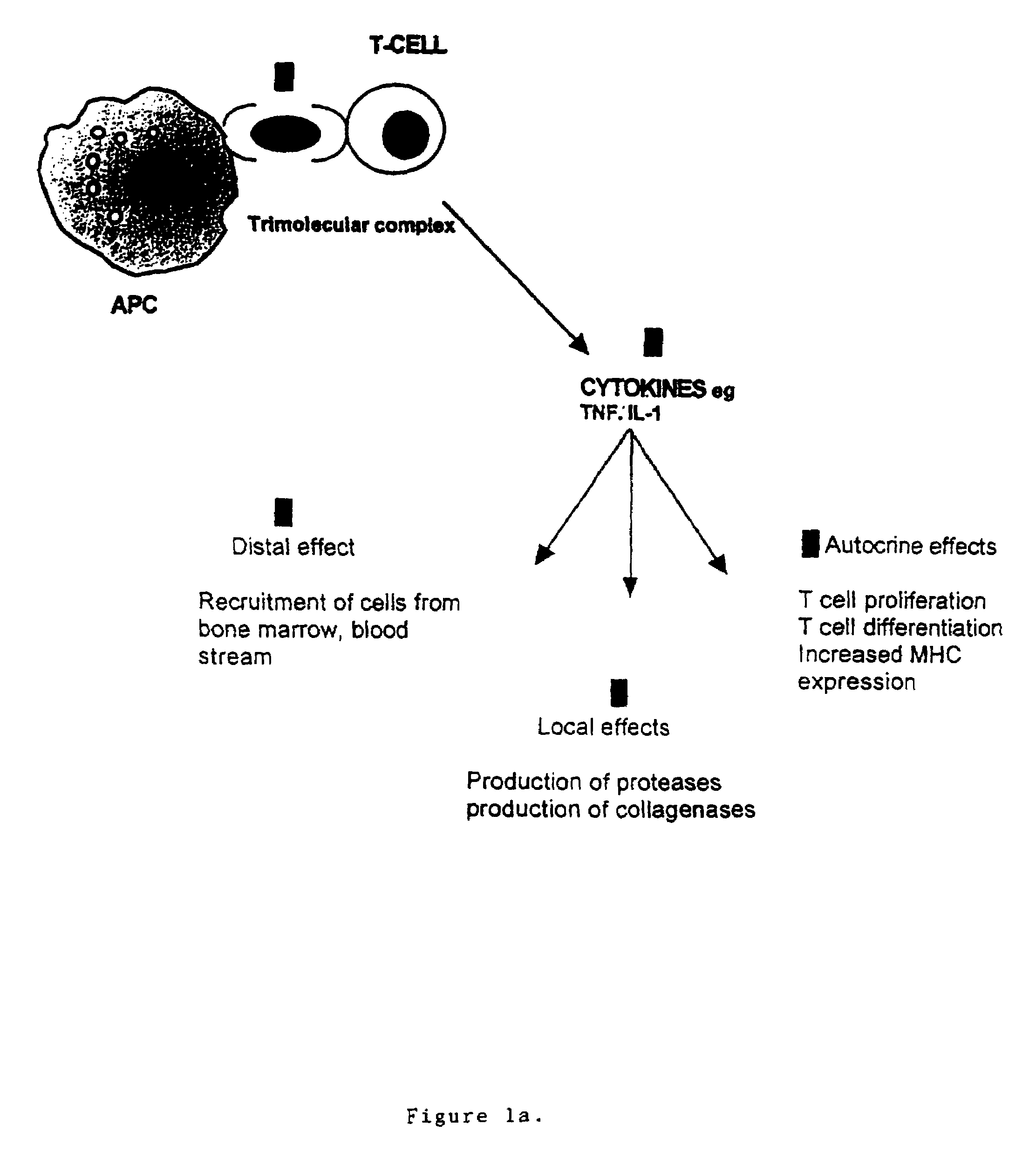 T cell antigen receptor peptides