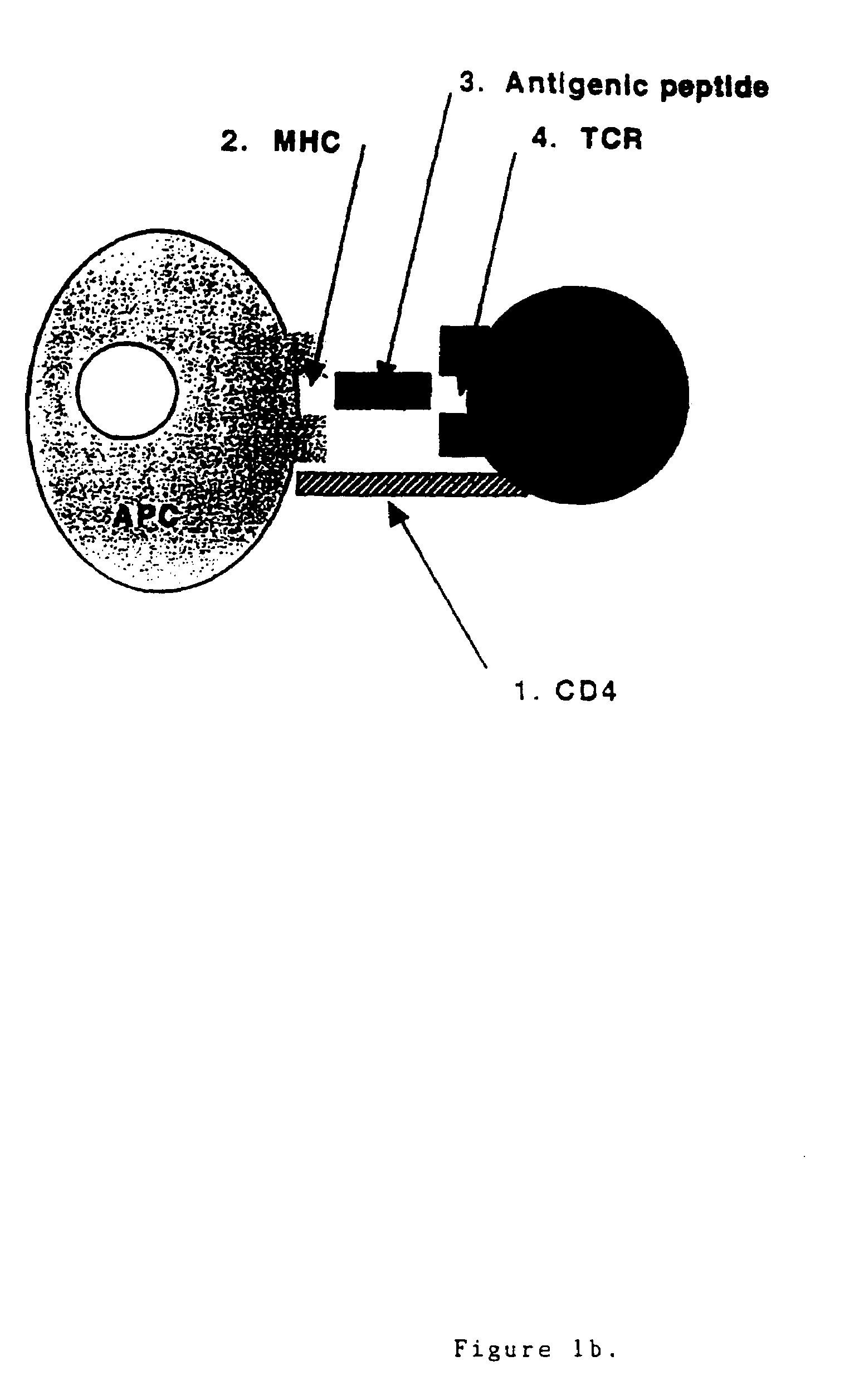 T cell antigen receptor peptides