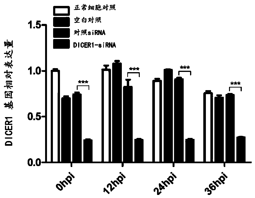 Application of DICER1 gene and siRNA thereof