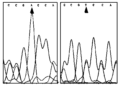 Method for detecting PTEN (Phosphatase and tensin homolog) gene and PI3K/AKT protein and application of method in cancer treatment