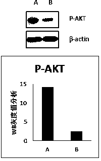 Method for detecting PTEN (Phosphatase and tensin homolog) gene and PI3K/AKT protein and application of method in cancer treatment