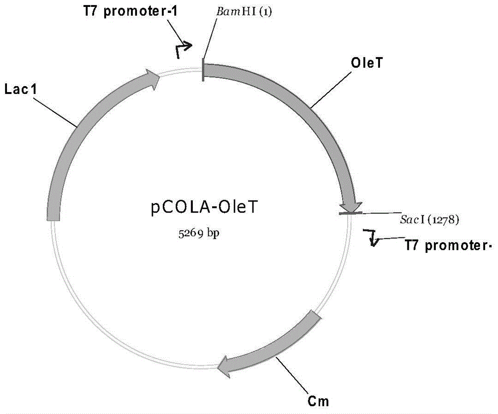 A kind of isoprene-producing genetically engineered bacteria and its application