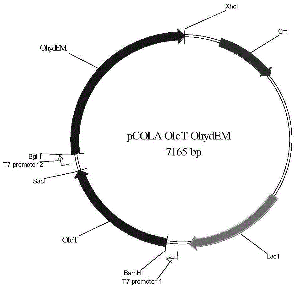 A kind of isoprene-producing genetically engineered bacteria and its application